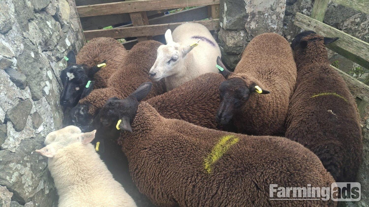 Finishing Lambs Shetland/Cross BlueTex (16)