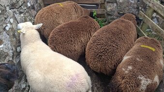 Finishing Lambs Shetland/Cross BlueTex (16)