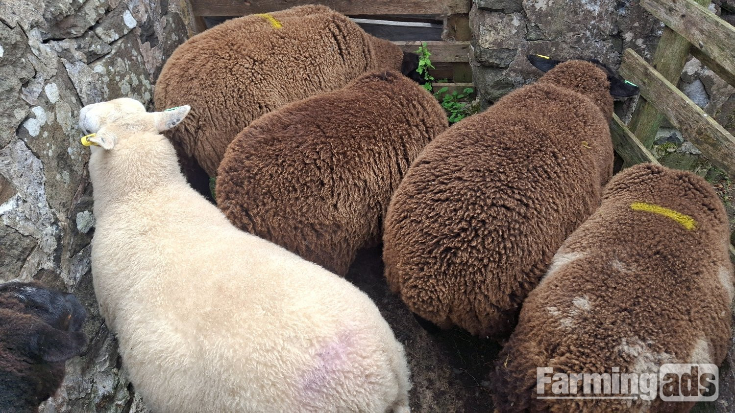 Finishing Lambs Shetland/Cross BlueTex (16) - {CATEGORY}