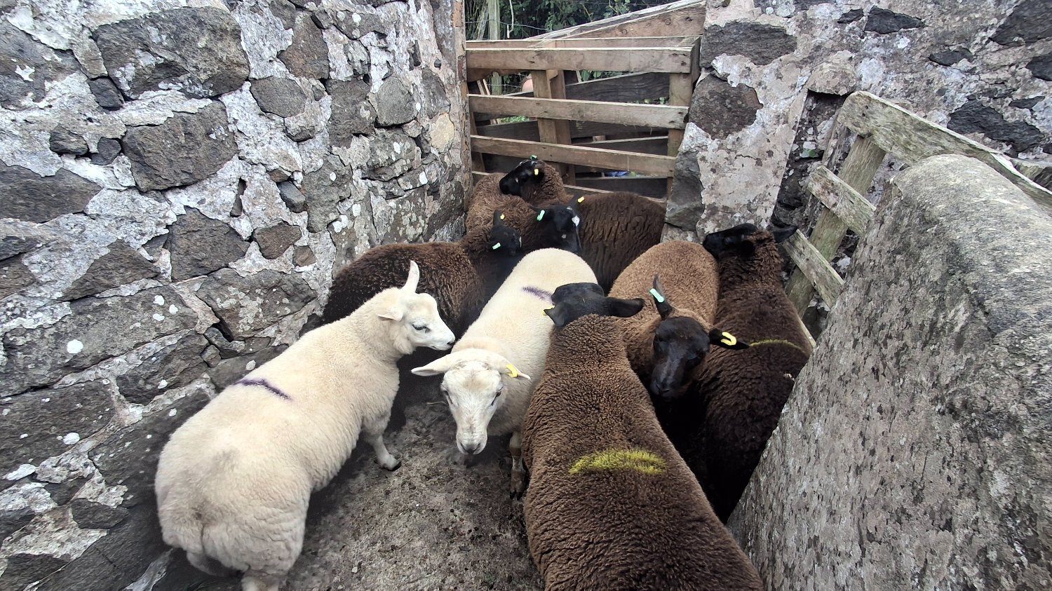  Finishing Lambs Shetland/Cross BlueTex (16)