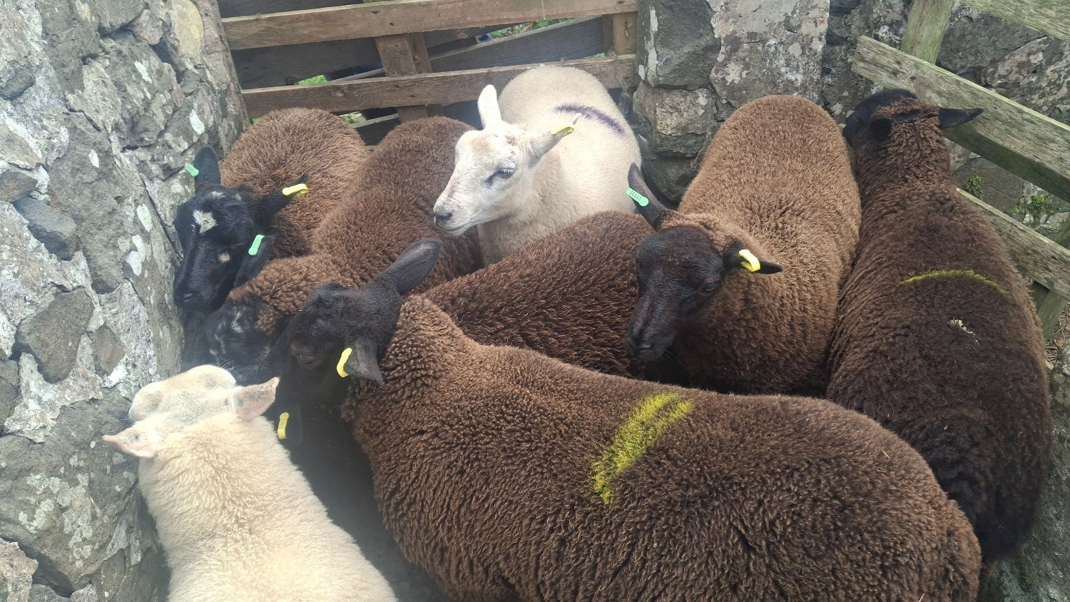 Finishing Lambs Shetland/Cross BlueTex (16)