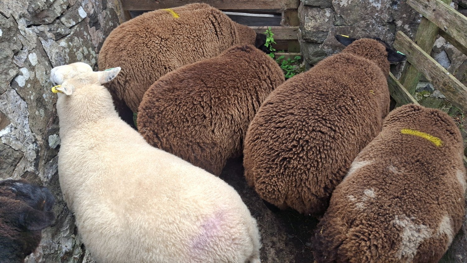 Finishing Lambs Shetland/Cross BlueTex (16) - {CATEGORY}