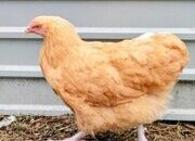 Point of lay chickens for sale