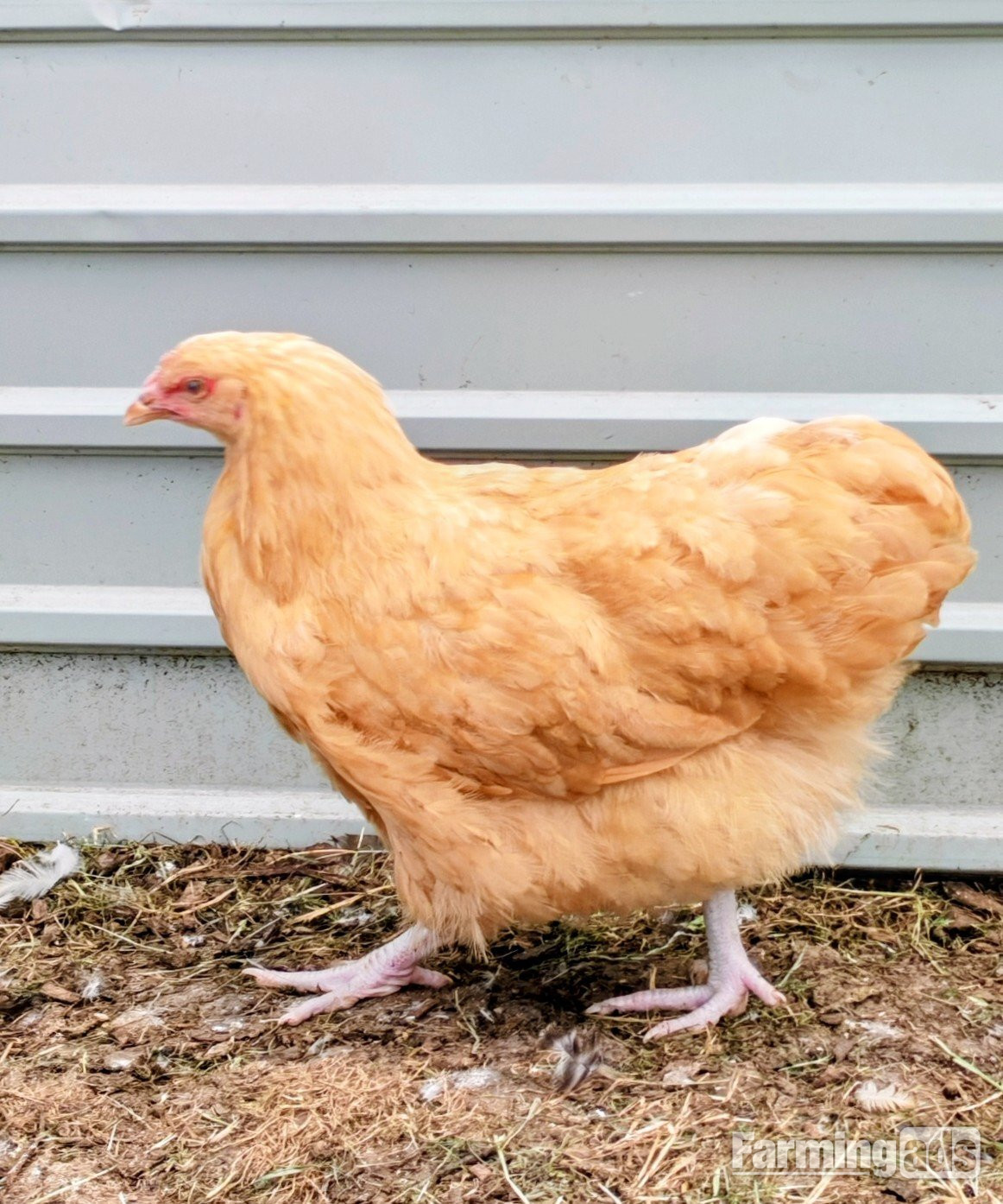 Point of lay chickens for sale