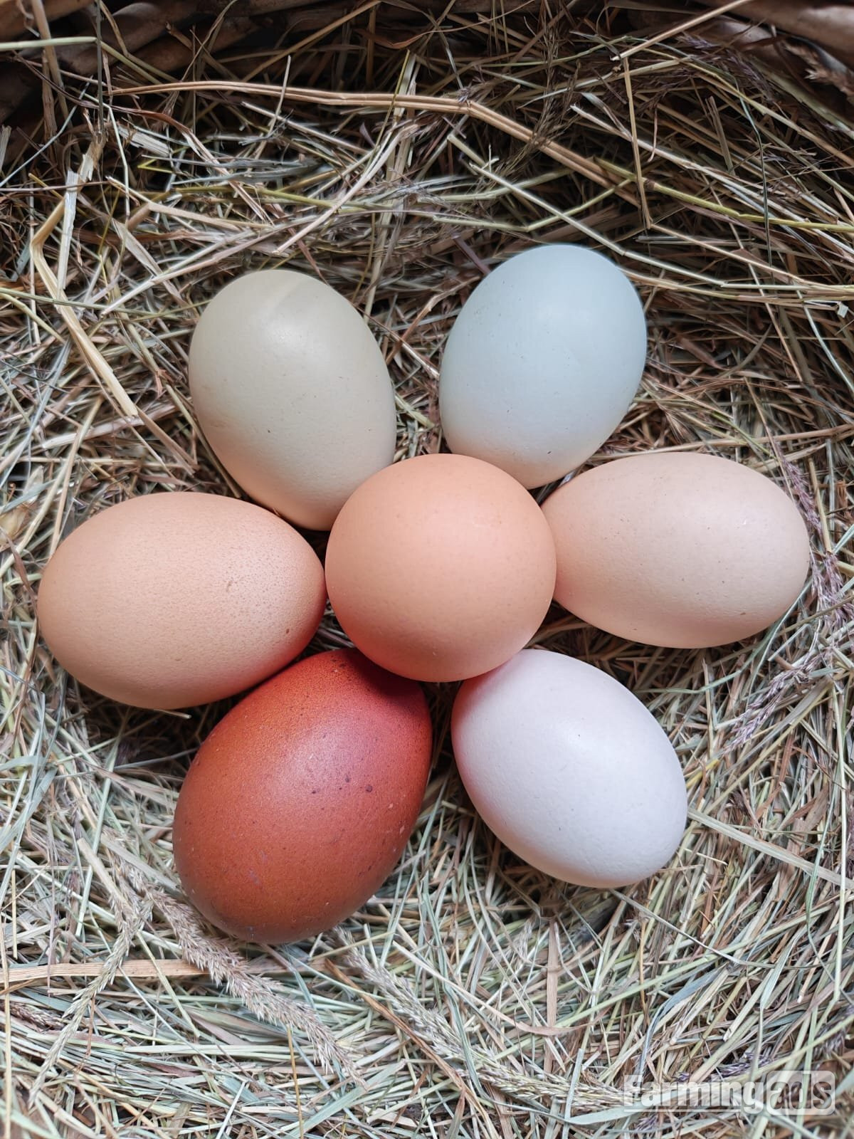  Point of lay chickens for sale