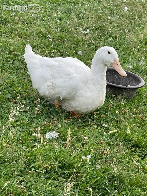 Aylesbury Ducks - flock dispersal - pure exhibition Aylesburys