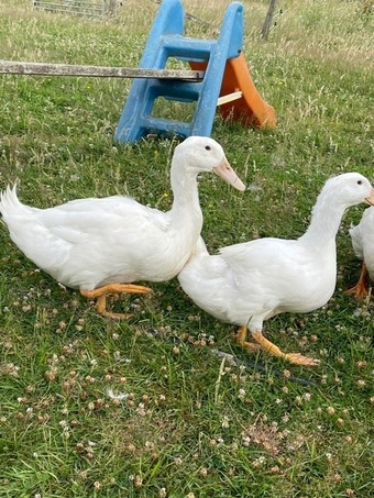 Aylesbury Ducks - flock dispersal - pure exhibition Aylesburys
