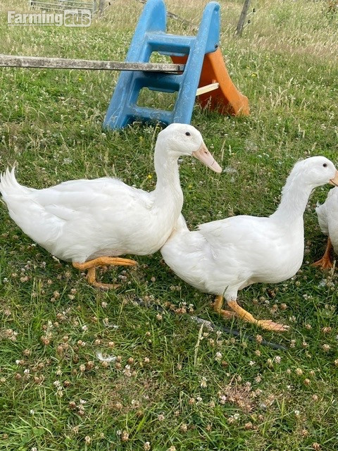 Aylesbury Ducks - flock dispersal - pure exhibition Aylesburys