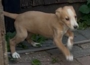 Cracking Lurcher puppies 