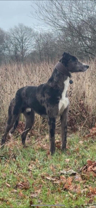 Cracking Lurcher puppies 
