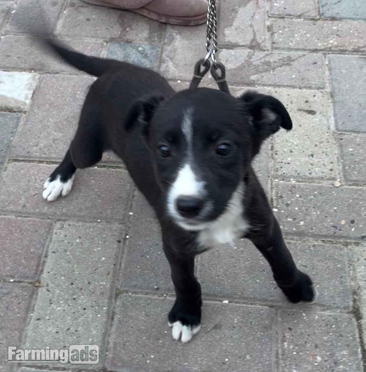 Cracking Lurcher puppies 