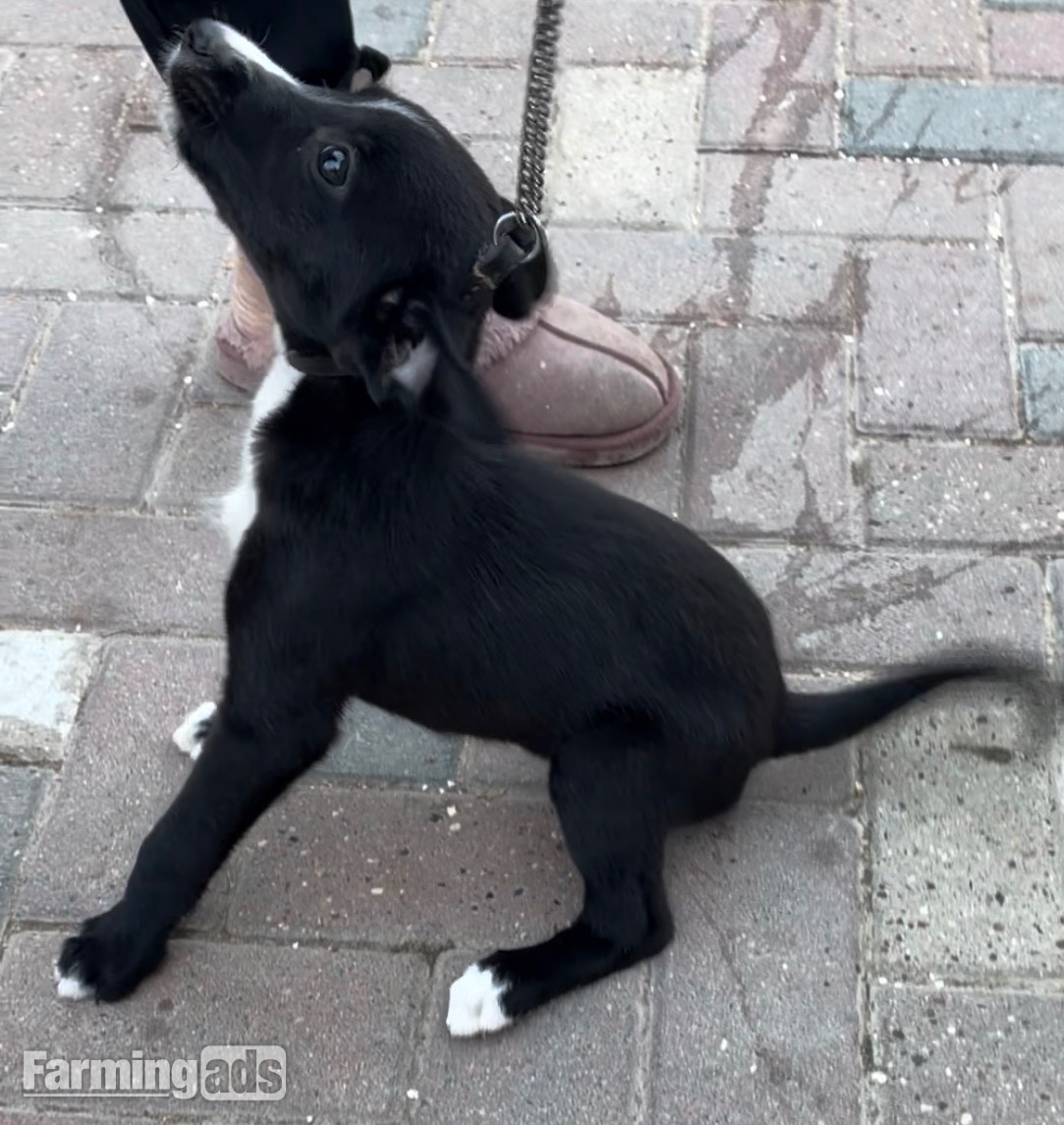  Cracking Lurcher puppies 