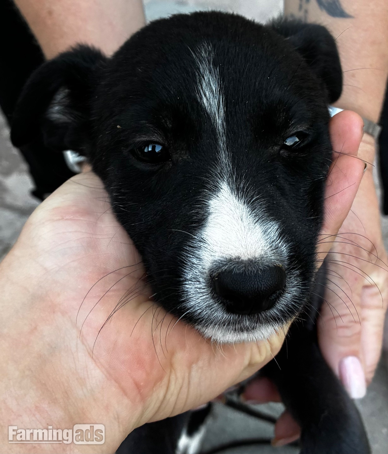 Cracking Lurcher puppies  - {CATEGORY}