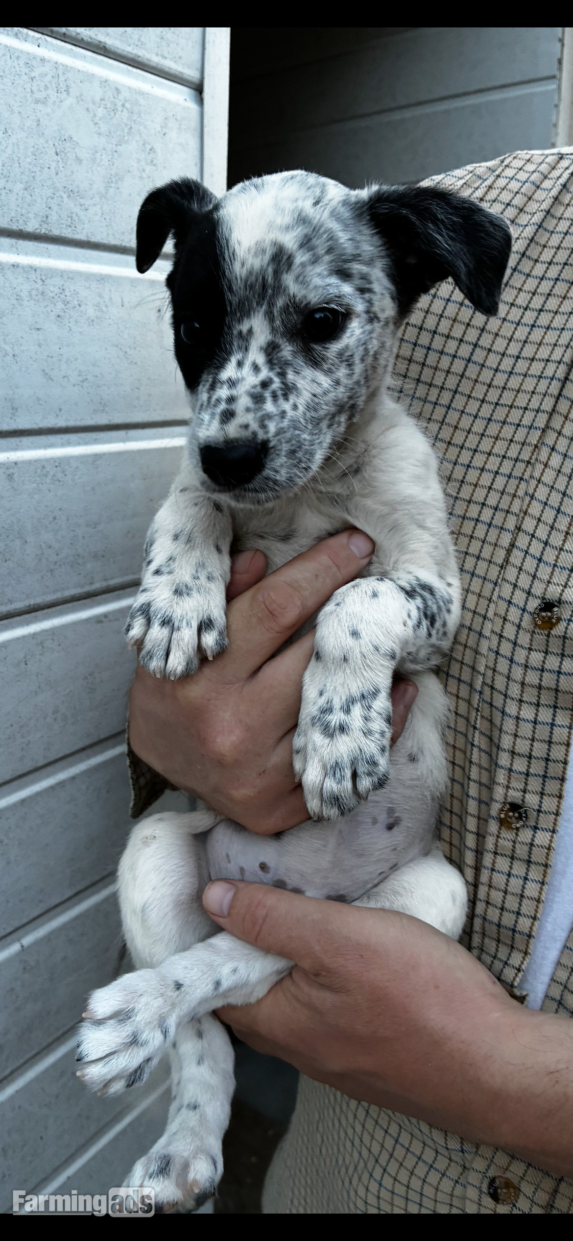 Cracking Lurcher puppies  - {CATEGORY}