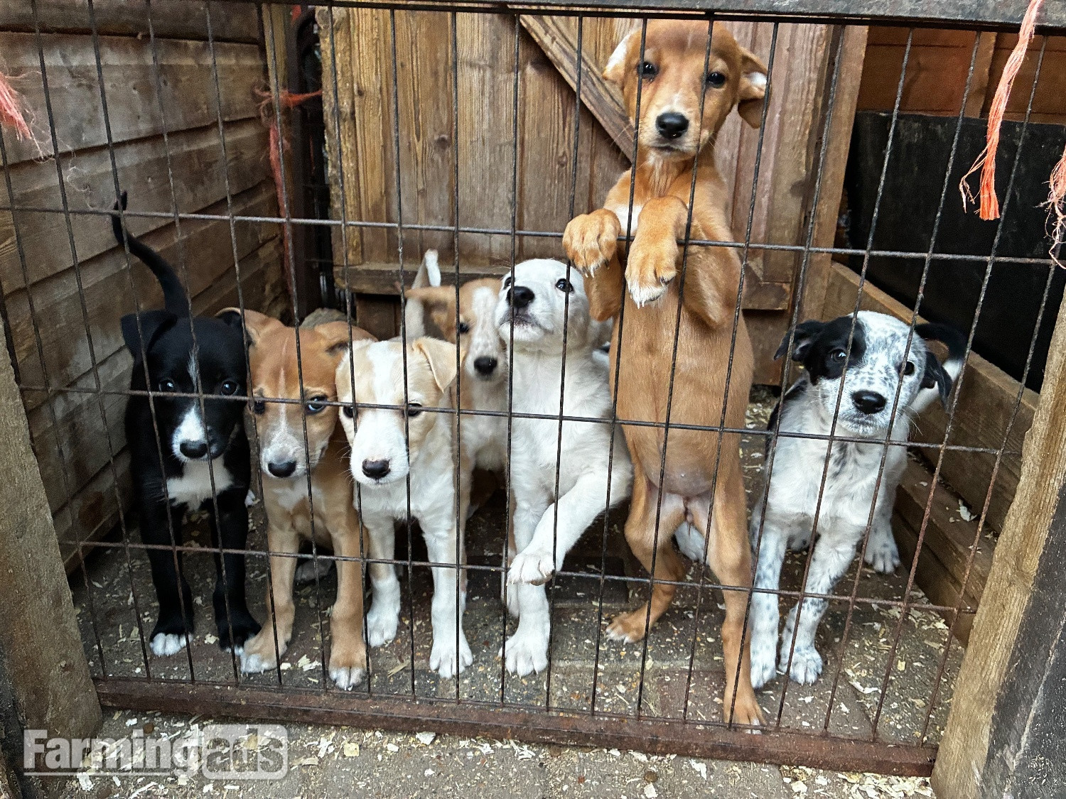 Cracking Lurcher puppies  