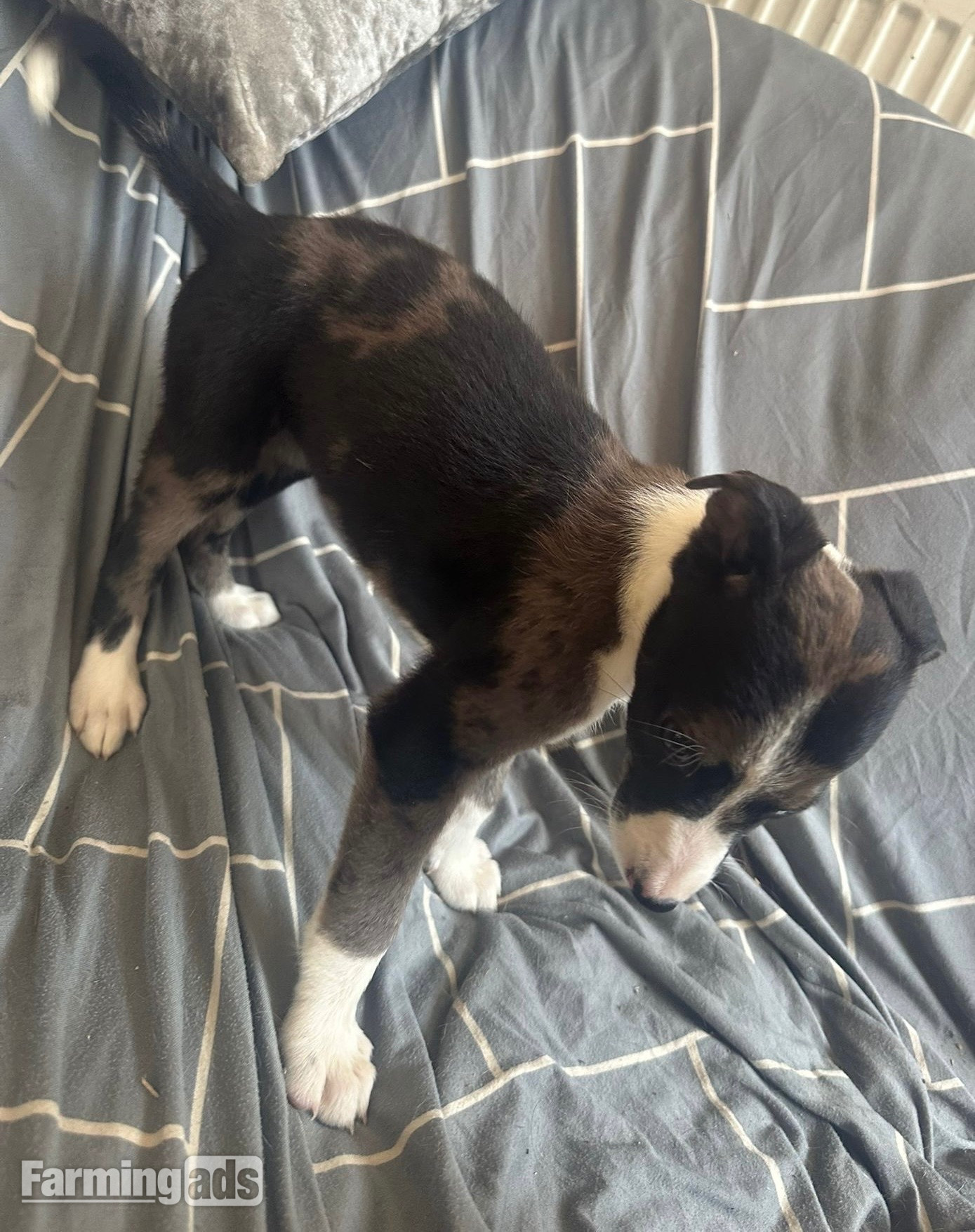 {CATEGORY} - Cracking Lurcher puppies 