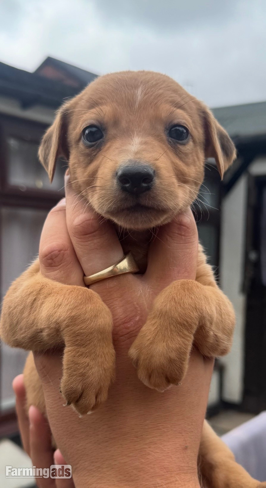 {CATEGORY} - Cracking Lurcher puppies 