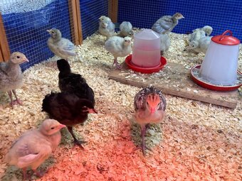 20 x Lavender / Lilac turkey poults for sale 