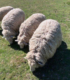 4 Romney Breeding Shearlings, Ewes