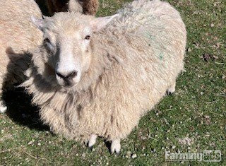 4 Romney Breeding Shearlings, Ewes