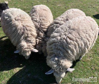  4 Romney Breeding Shearlings, Ewes