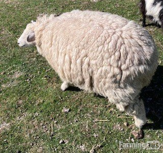4 Romney Breeding Shearlings, Ewes - {CATEGORY}