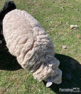 4 Romney Breeding Shearlings, Ewes - {CATEGORY}