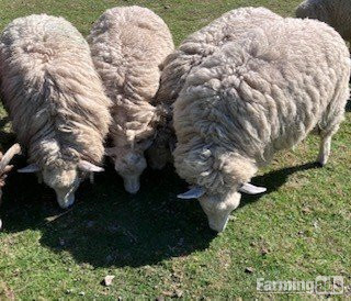 4 Romney Breeding Shearlings, Ewes 