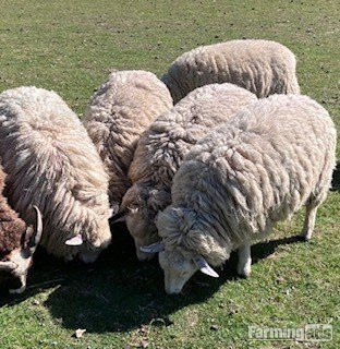 {CATEGORY} - 4 Romney Breeding Shearlings, Ewes