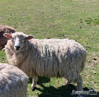 {CATEGORY} - 4 Romney Breeding Shearlings, Ewes