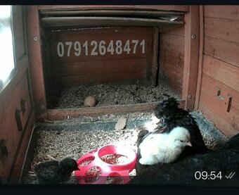 Fertilized chicken eggs for Sale in London