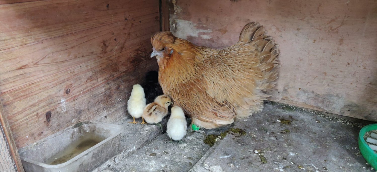 Fertilized chicken eggs for Sale in London - {CATEGORY}