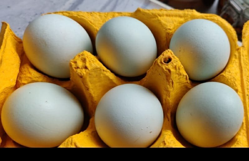Fertilized chicken eggs for Sale in London - {CATEGORY}