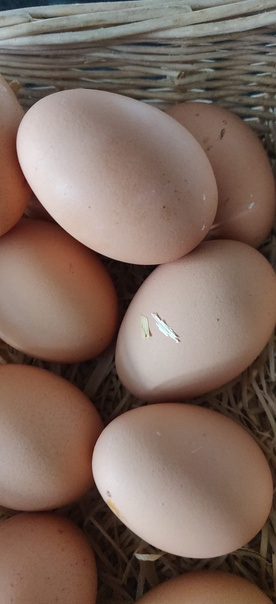 Fertilized chicken eggs for Sale in London 