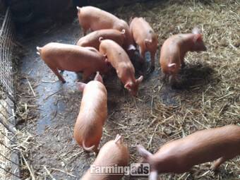 Tamworth weaners for sale