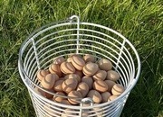 Guinea fowl eggs & keets for sale 