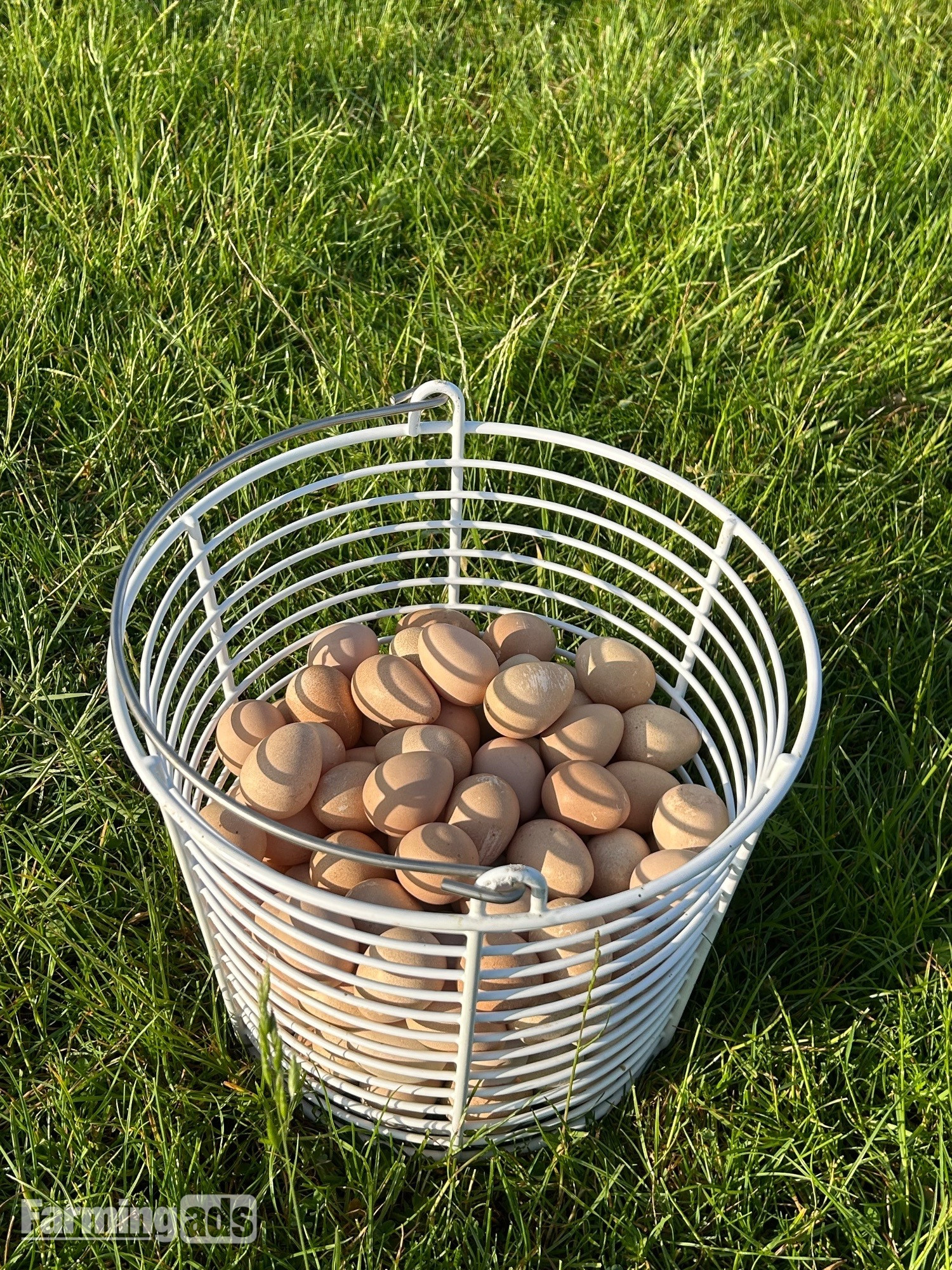 Guinea fowl eggs & keets for sale 