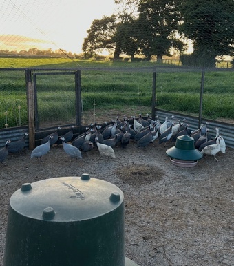 Guinea fowl eggs & keets for sale 