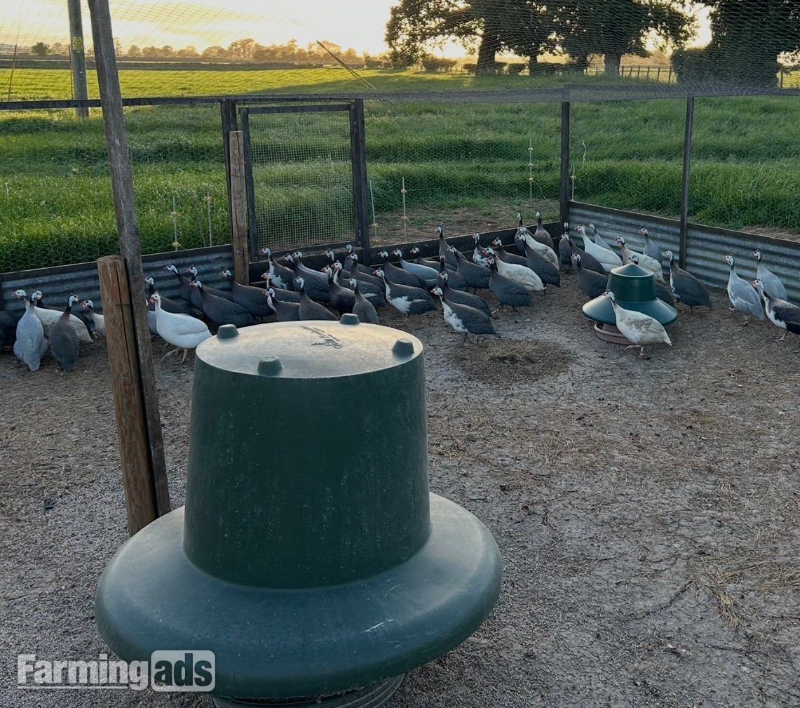 Guinea fowl eggs & keets for sale 
