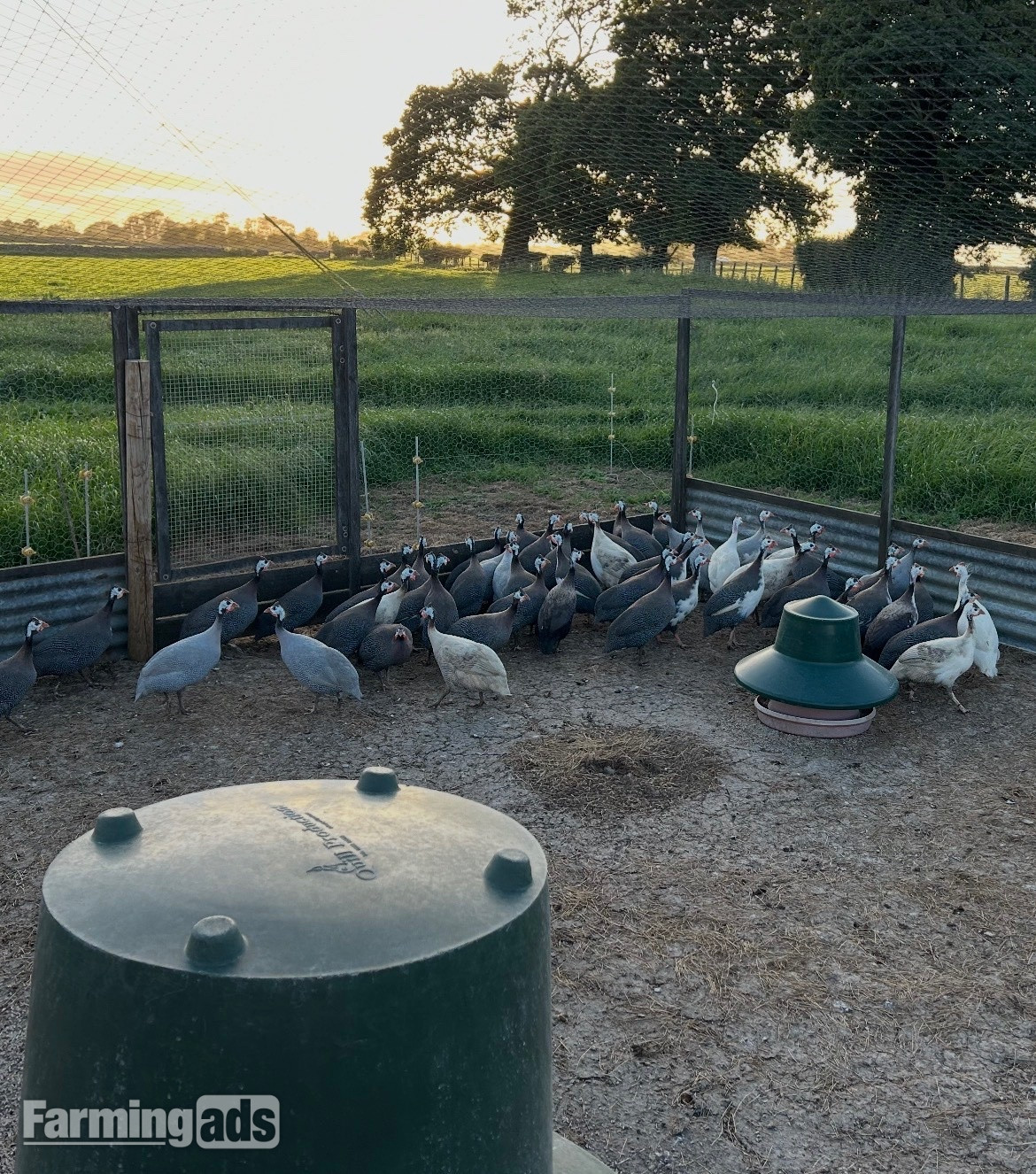  Guinea fowl eggs & keets for sale 