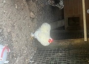 Pekin white cockerel for sale 