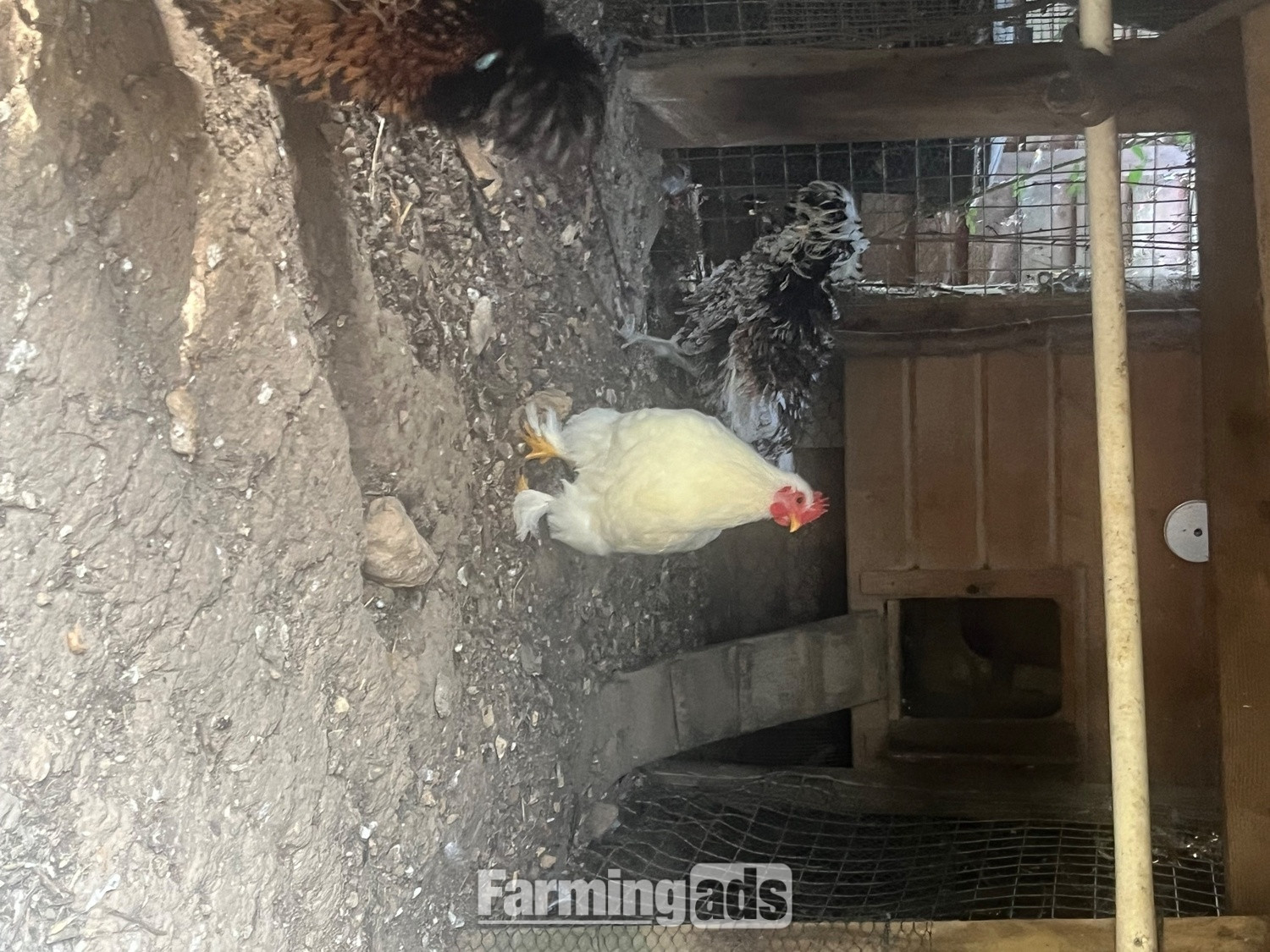  Pekin white cockerel for sale 
