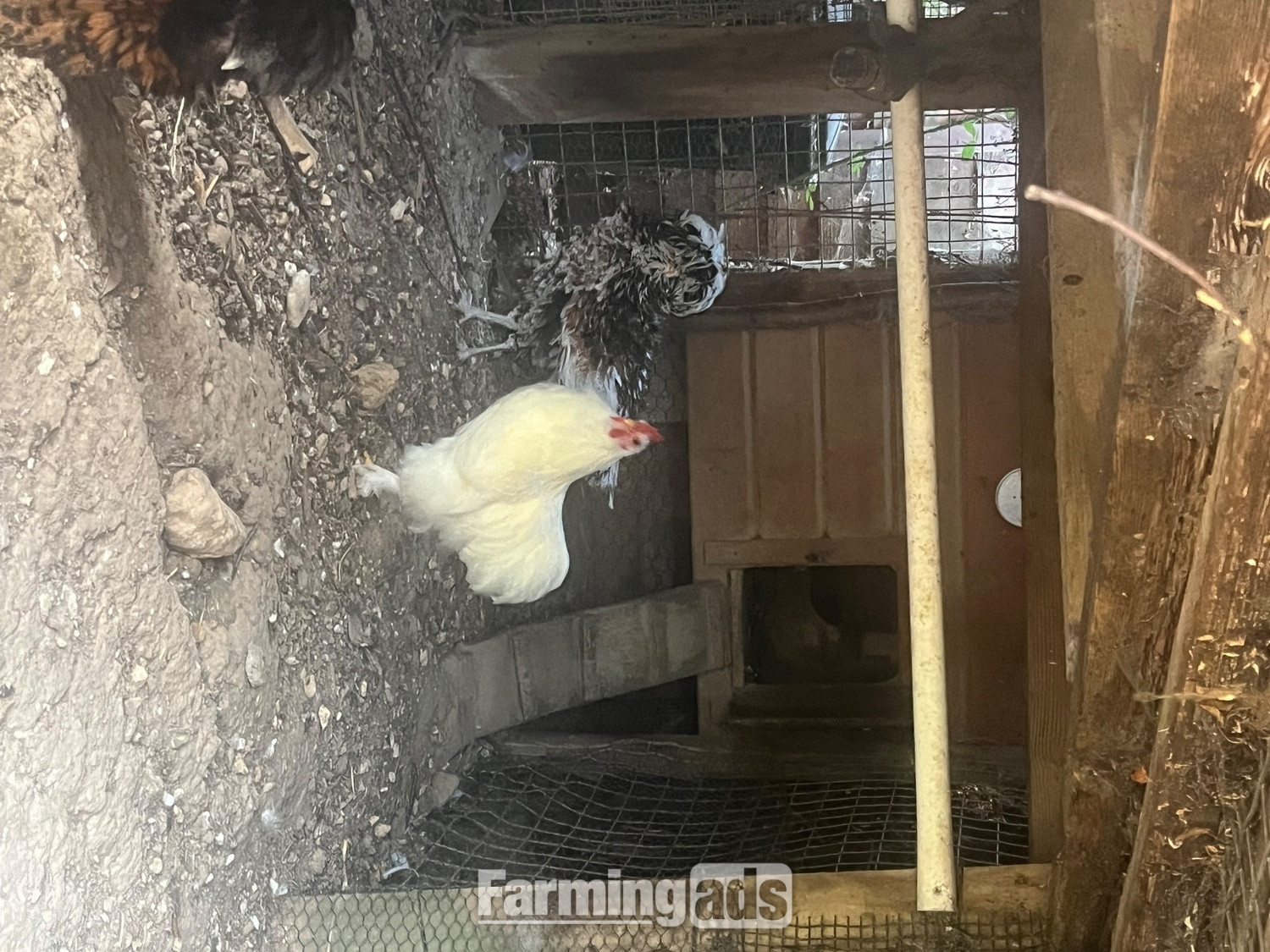 Pekin white cockerel for sale  - {CATEGORY}
