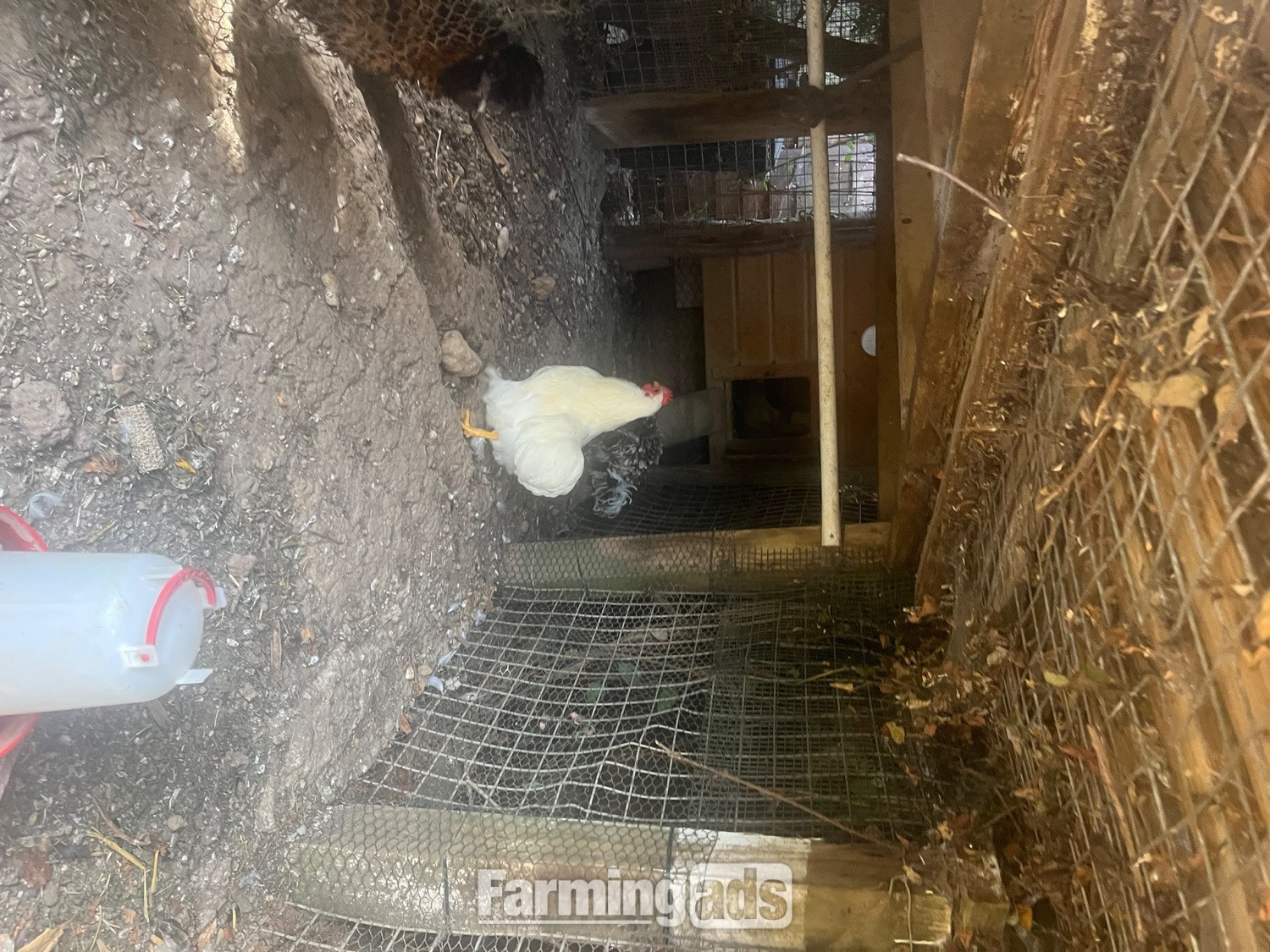 Pekin white cockerel for sale  - {CATEGORY}