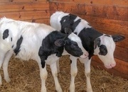     Quality Holstein Calves – Ready N