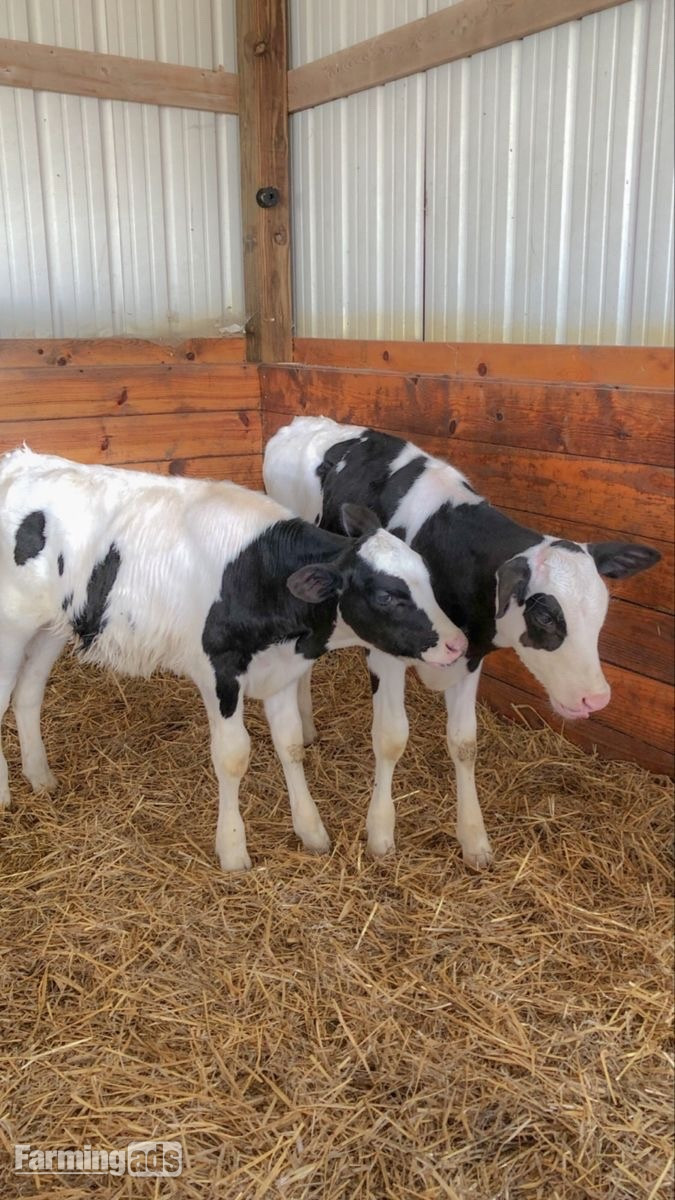     Quality Holstein Calves – Ready N