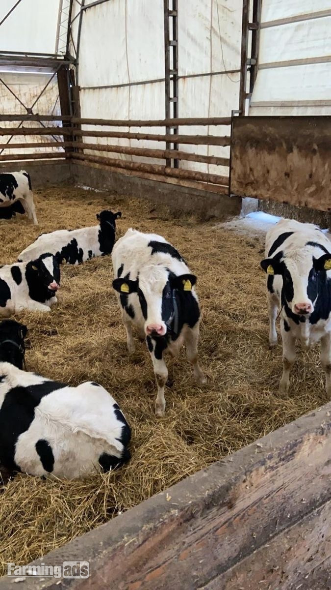      Quality Holstein Calves – Ready N