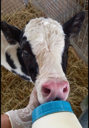     Quality Holstein Calves – Ready N