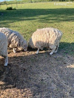  3 Romney Breeding Rams, Shearlings