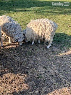 3 Romney Breeding Rams, Shearlings - {CATEGORY}